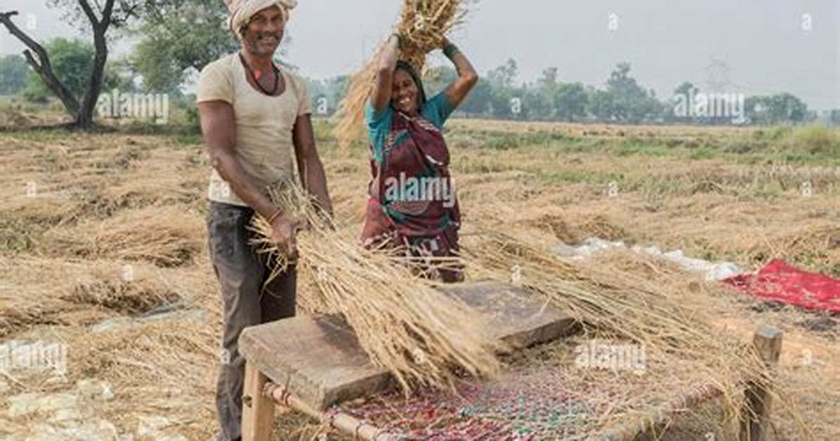 Threshing Wheat
