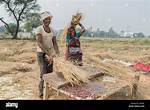 Threshing Wheat