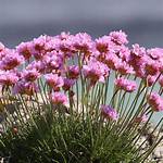 Thrift Flower