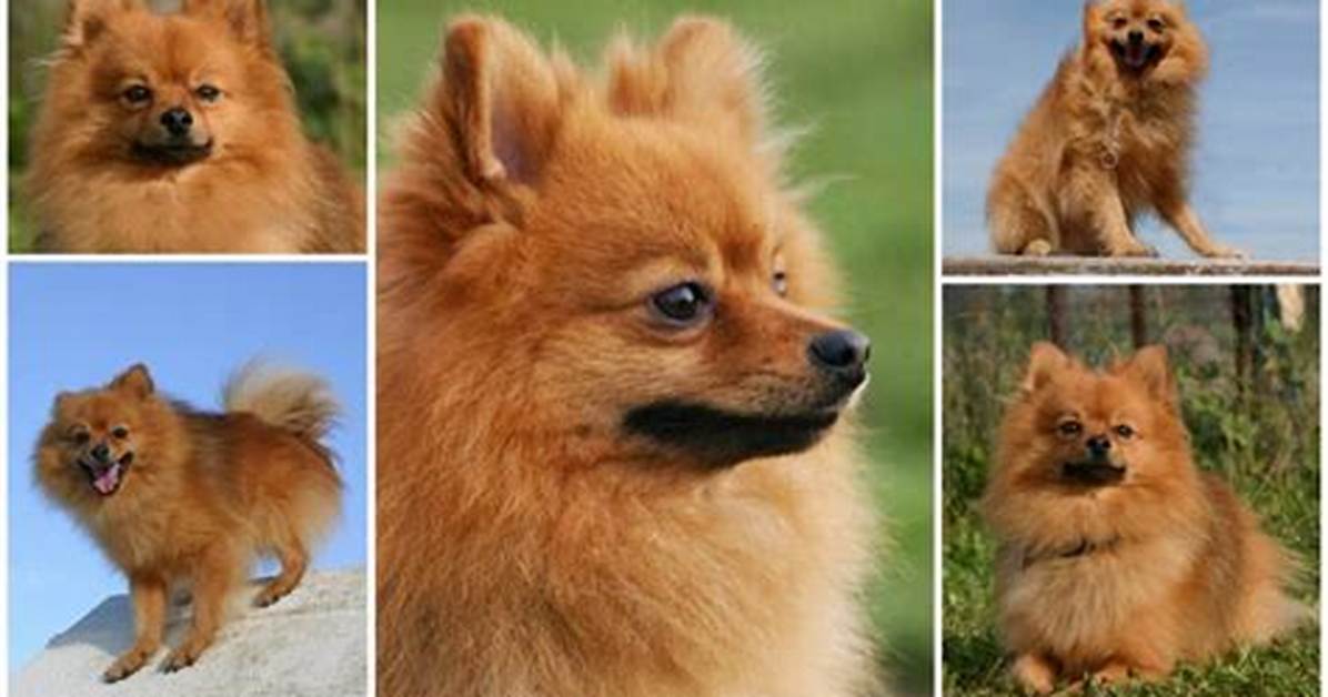 Throwback Pomeranian