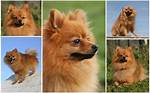 Throwback Pomeranian