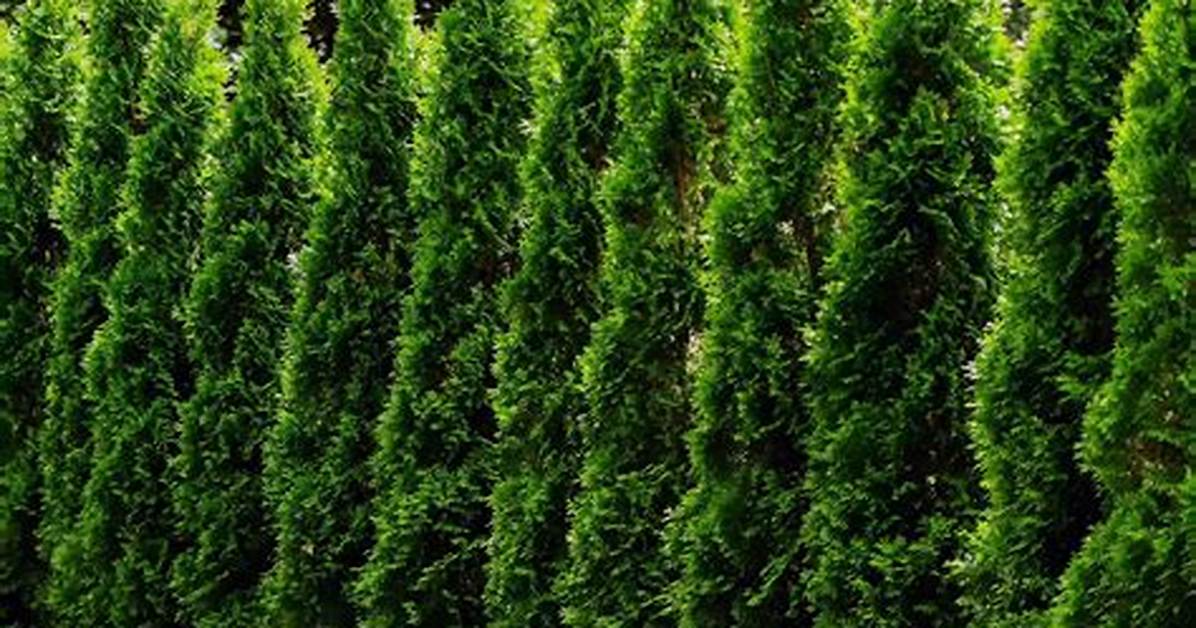 Thuja Tree