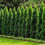 Thuja Tree