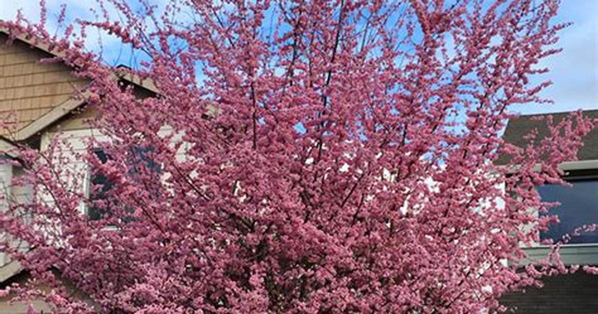 Thundercloud Plum Tree