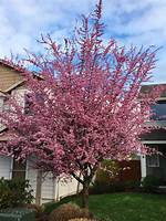 Thundercloud Plum Tree
