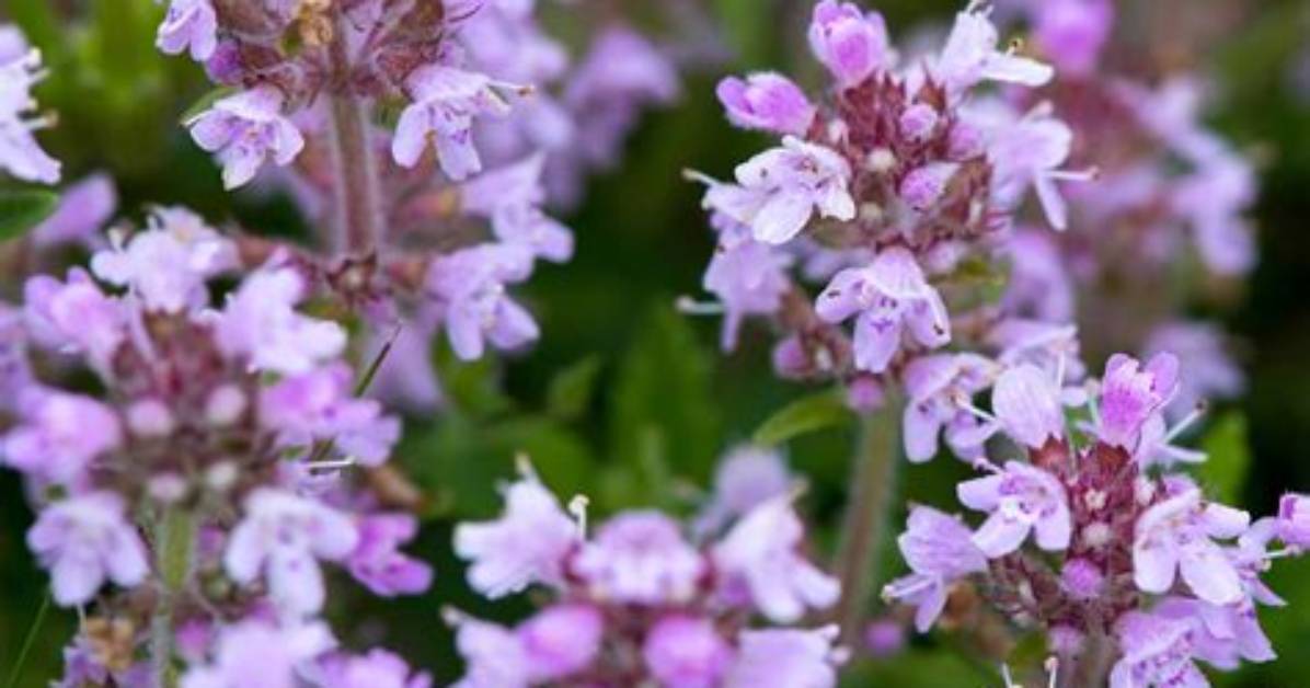 Thyme Flower