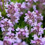Thyme Flower