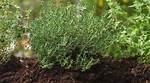 Thyme Soil