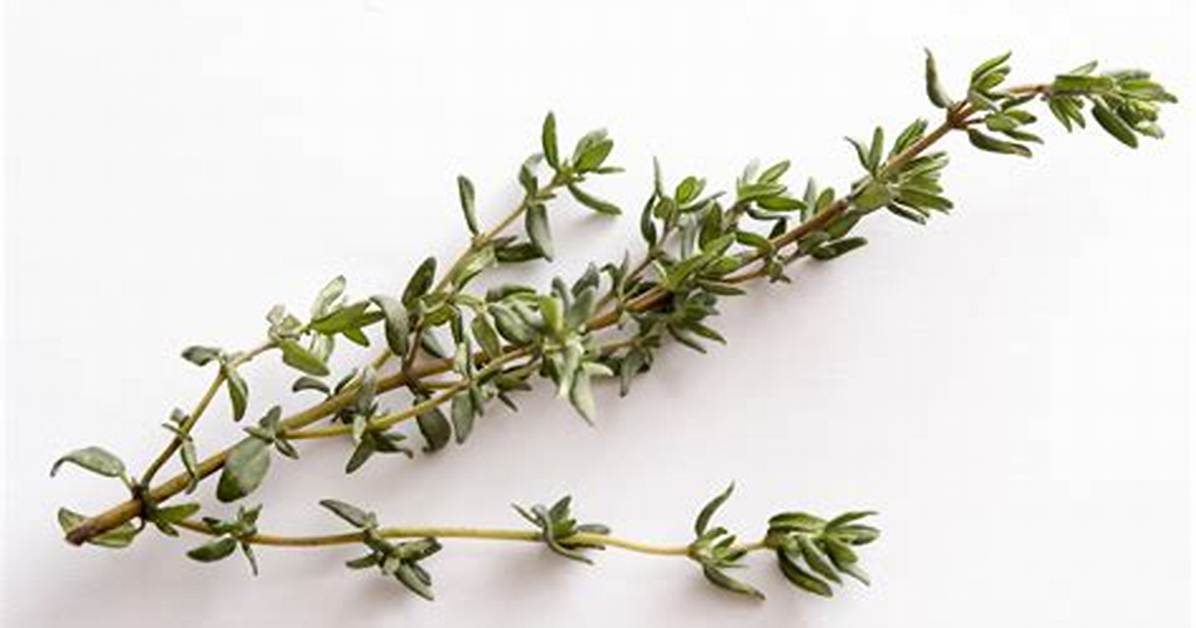 Thyme Sprig