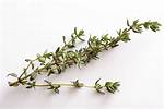 Thyme Sprig