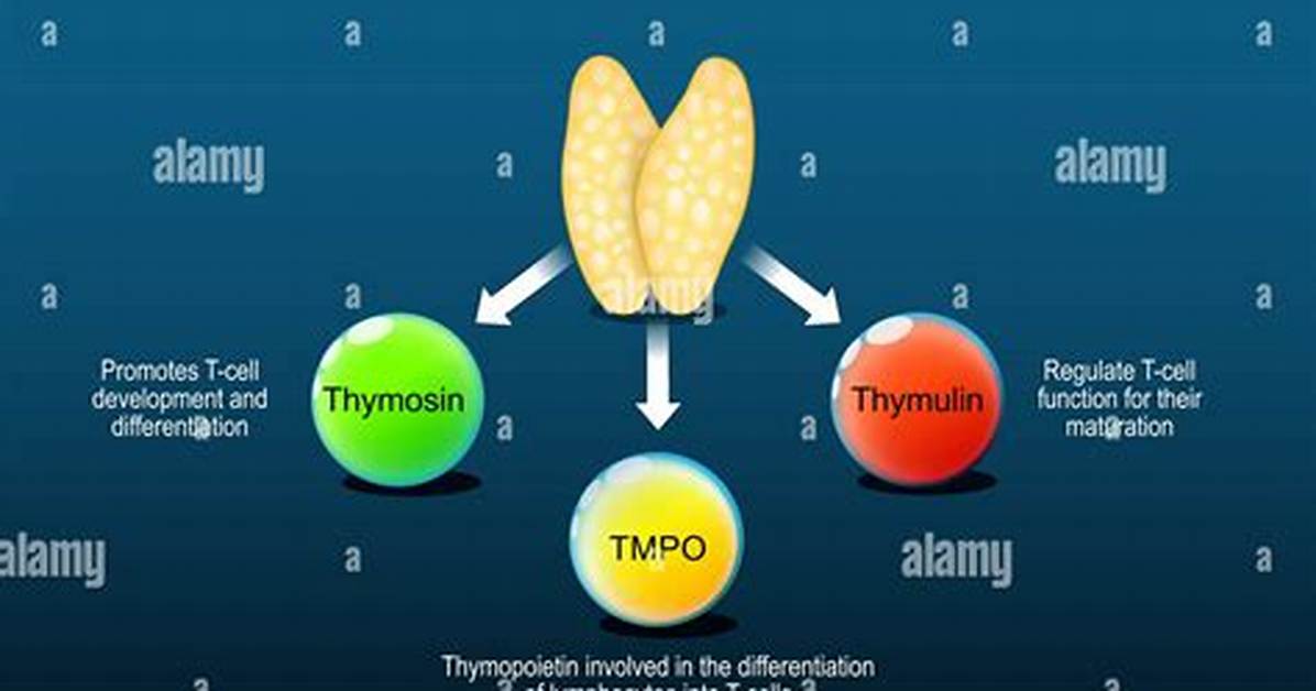 Thymosin Function