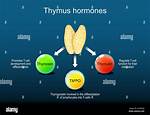Thymosin Function
