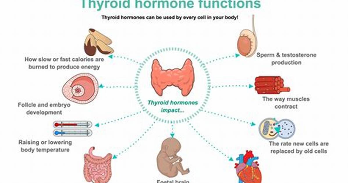 Thyroxine Function