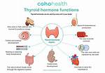 Thyroxine Function