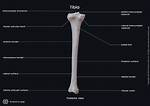 Tibia for One