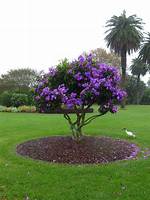 Tibouchina Tree