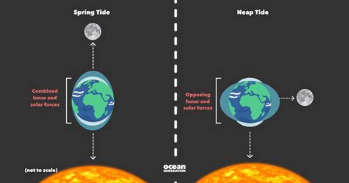 ___ Tide (Regular Ocean Event)