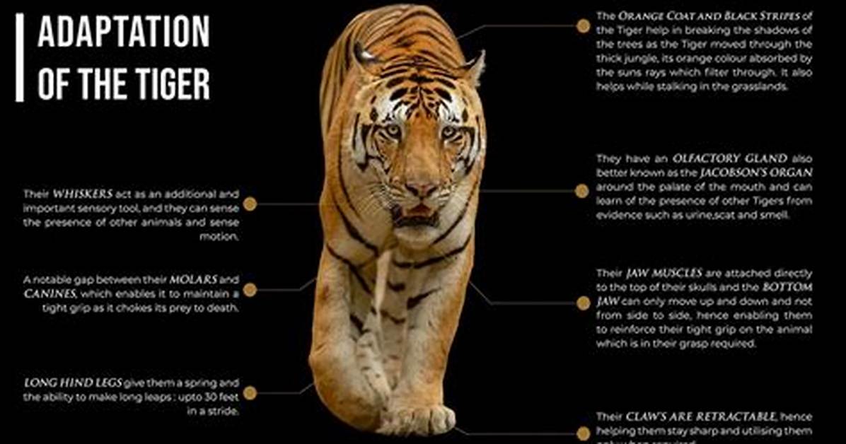 Tiger Adaptations
