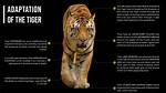 Tiger Adaptations