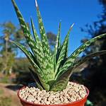 Tiger Aloe