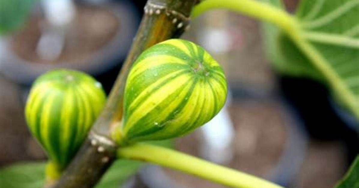 Tiger Fig