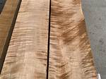 Tiger Maple