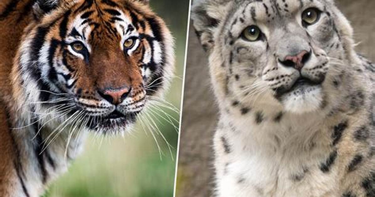 Tiger or Leopard for Example
