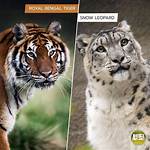 Tiger or Leopard for Example