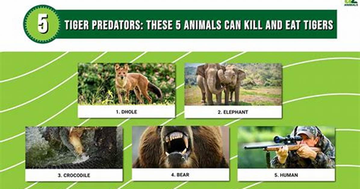 Tiger Predators