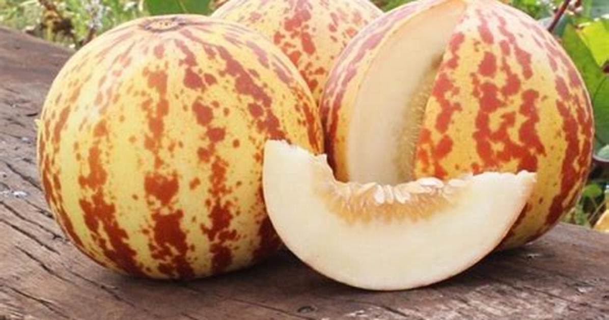 Tigger Melon
