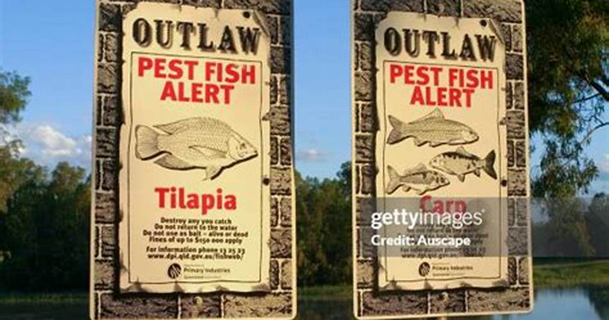Tilapia Warning 2020