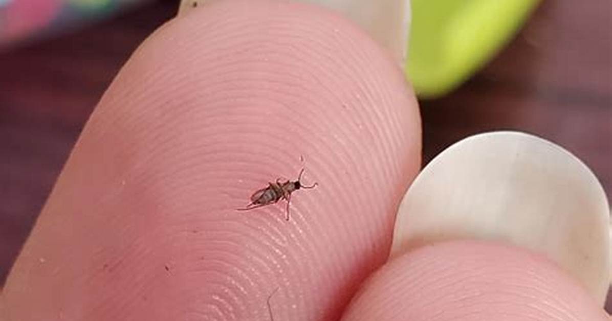 Tiny Annoying Insect