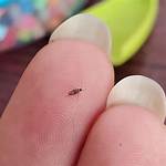 Tiny Annoying Insect