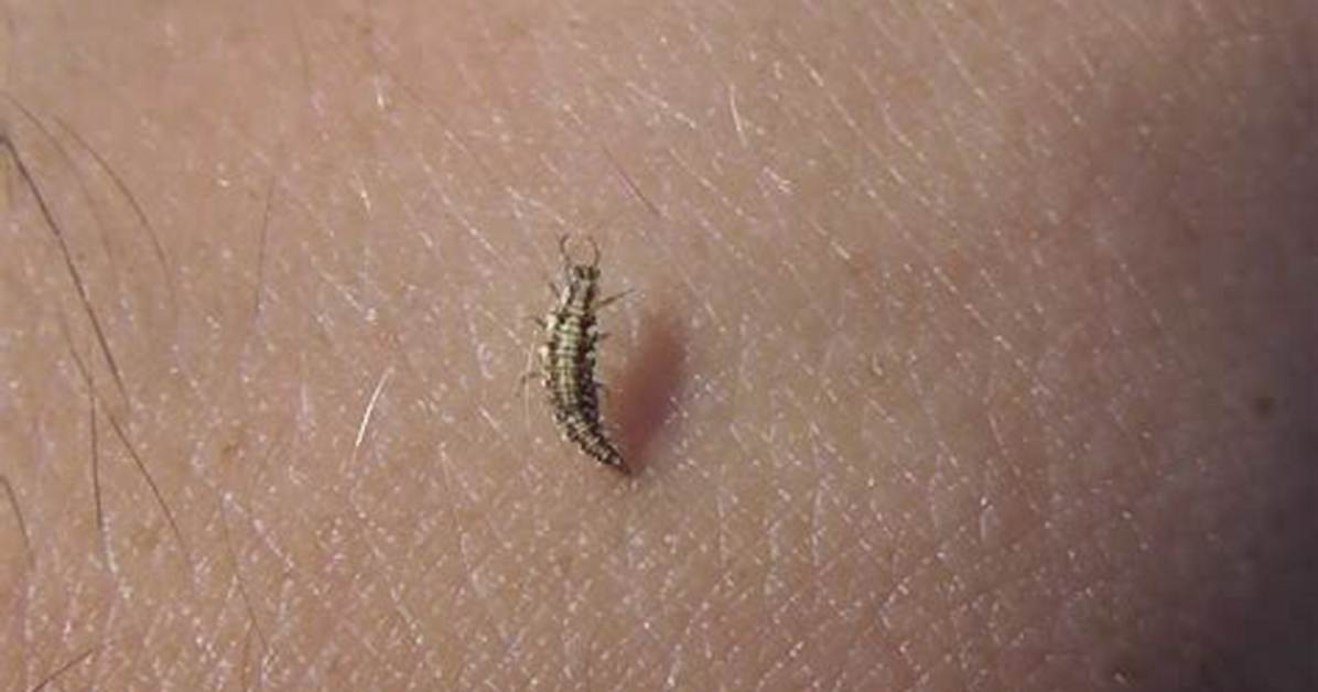 Tiny Biting Insect
