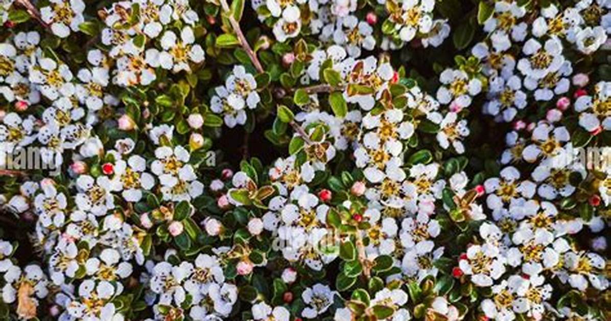 Tiny Blossoms