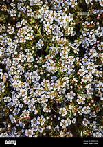 Tiny Blossoms