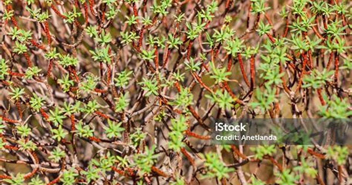 Tiny Branches