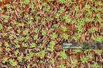 Tiny Branches