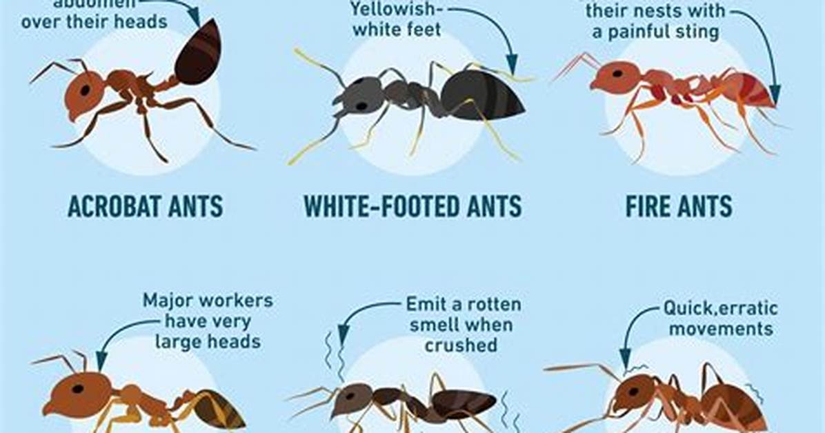 Tiny Brown Ants