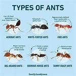 Tiny Brown Ants