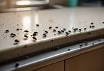 Tiny Bugs in Kitchen