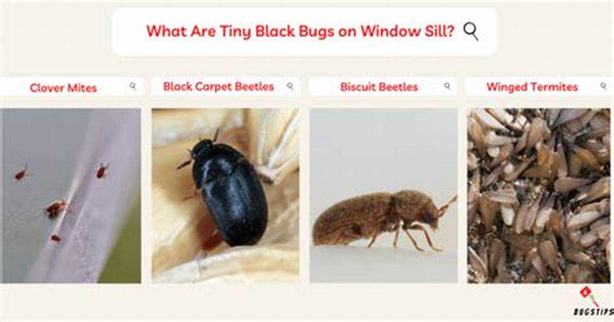 Tiny Bugs on Window Sill