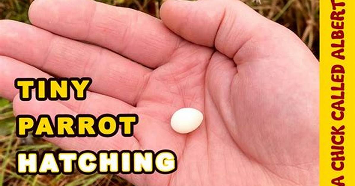 Tiny Egg Rescue: Hatching and Raising a Baby Budgie