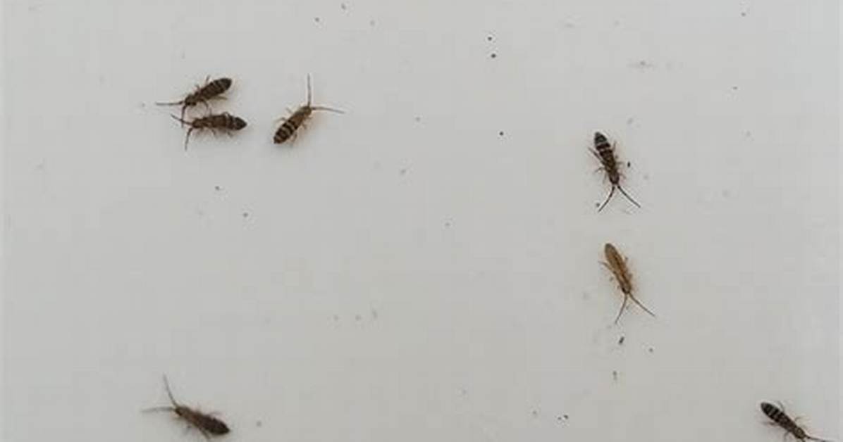 Tiny Jumping Bugs