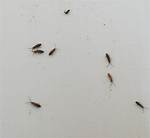 Tiny Jumping Bugs