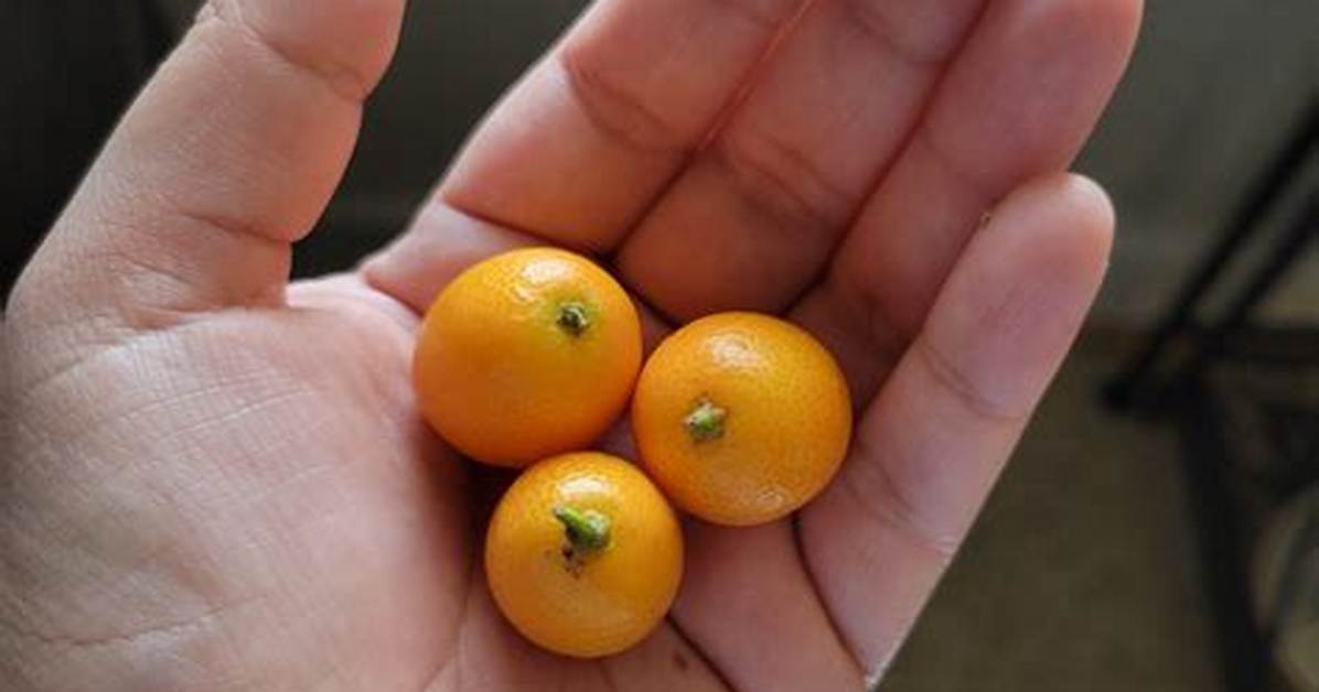 Tiny Orange