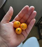 Tiny Orange