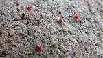 Tiny Red Bugs on Concrete