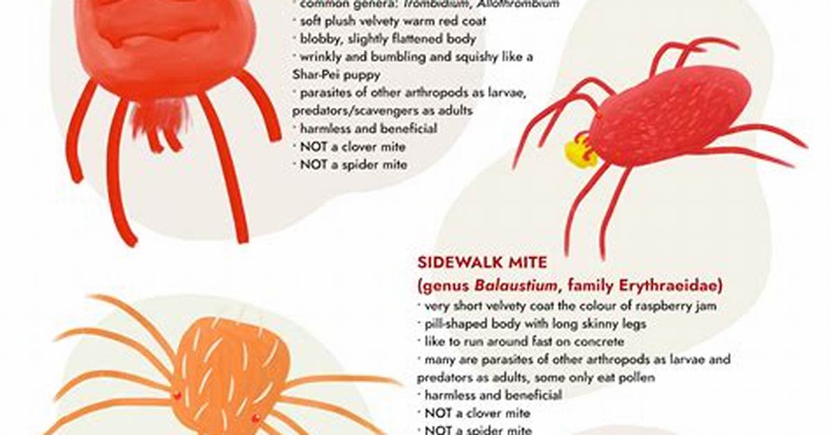 Tiny Red Spider