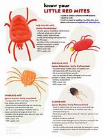 Tiny Red Spiders